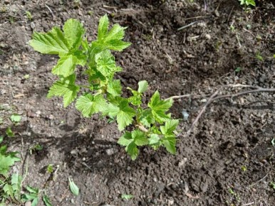 ��� ��������� ��������� �� �������� ����������