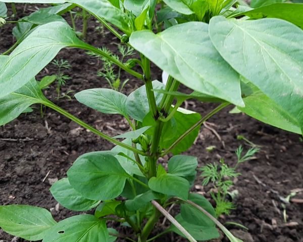 Как легко и просто сформировать перец для максимального урожая