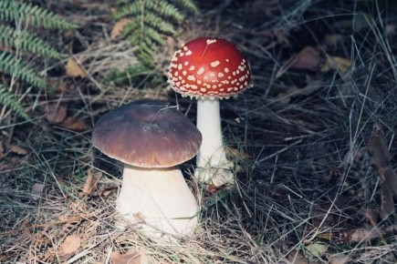 Мифы о грибах: Может ли съедобный гриб стать ядовитым рядом с поганкой?