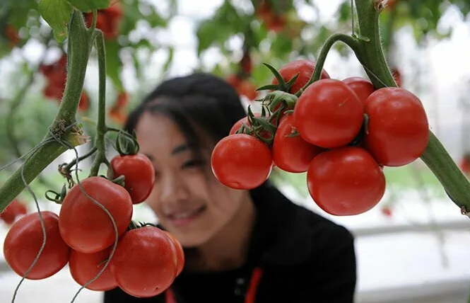 Китайские супертоматы: революция в агрономии