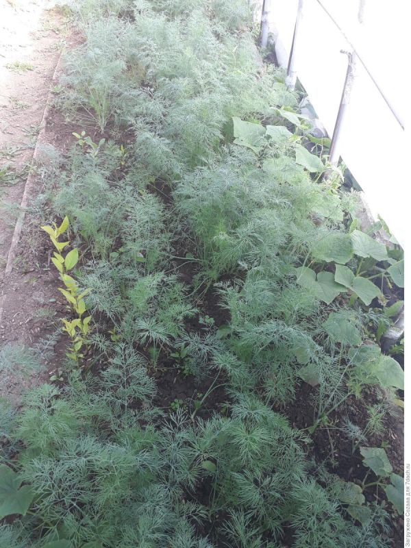 Как укроп превратился из каприза в дачный успех