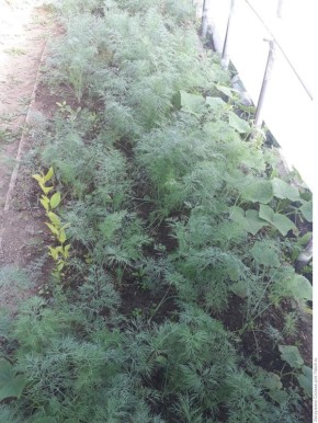 ��� ����� ����������� �� ������� � ������ �����