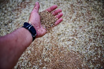 Ульяновская область занимает 7 место в ПФО по объёму фермерской продукции