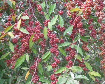 Шефердия: уникальный фрукт с перспективами