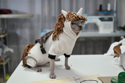 Сегодня, 1 марта, во многих странах отмечают День кошек