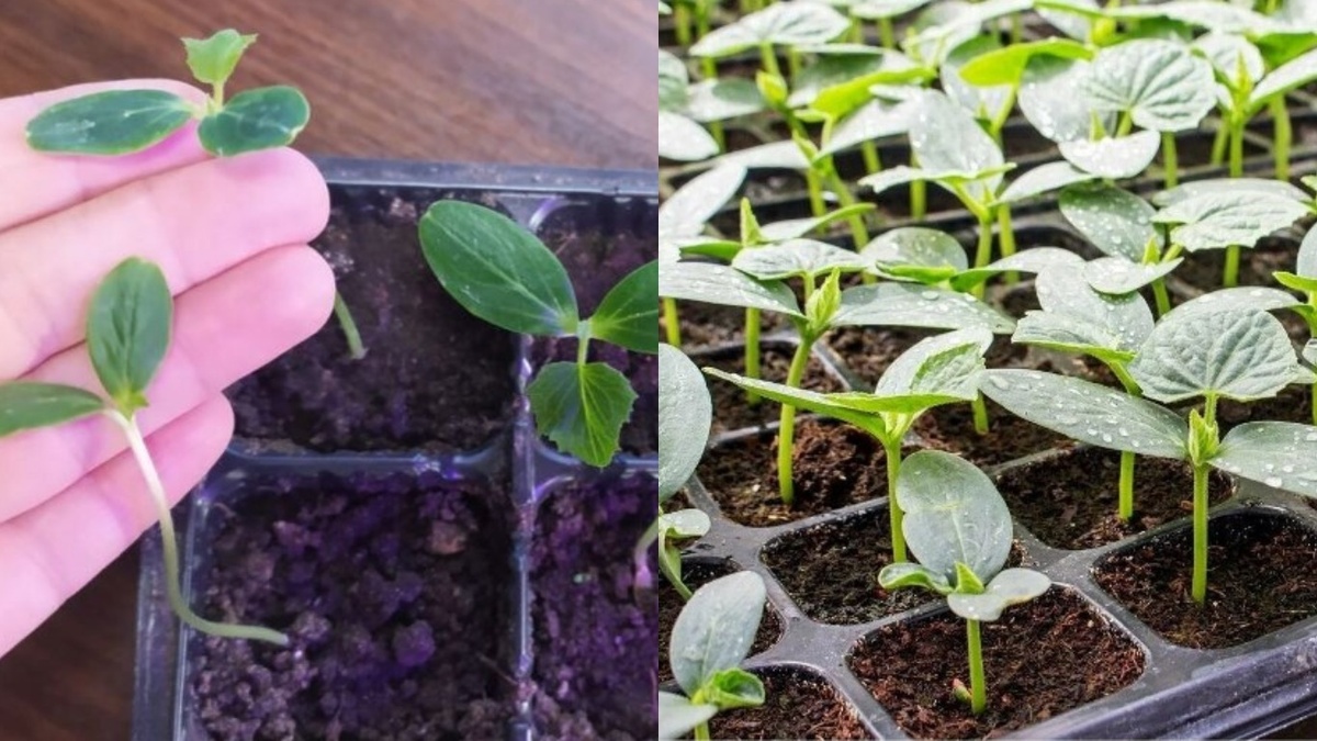 Как вырастить здоровую рассаду огурцов за 45 дней: секреты и советы