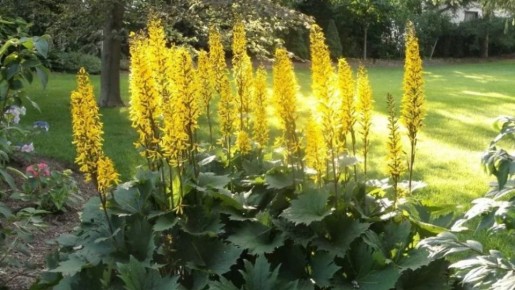 Как вырастить бузульник: секреты успешного садоводства