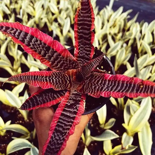 Криптантус: тропический акцент, который преобразит ваш интерьер