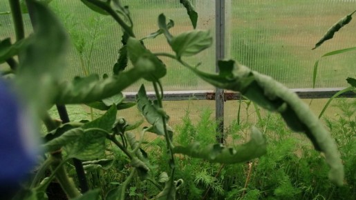 ��� �������� ���������� ������� �������: ������� �������� �����������