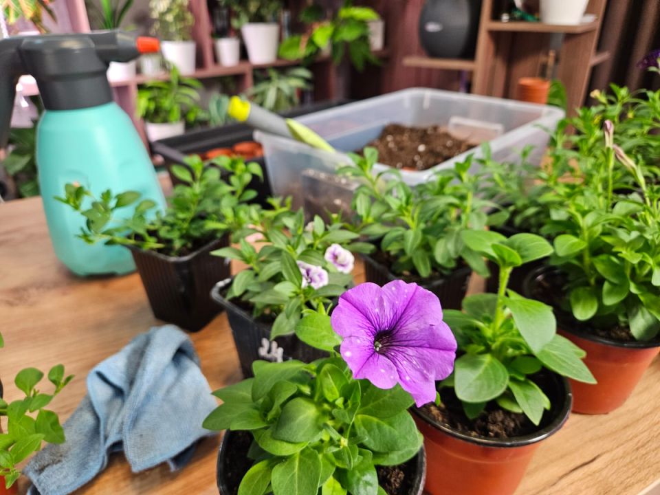 ��� ������� �������: ��� ������ ��� ������� ����������