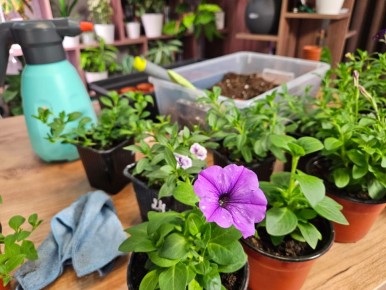 Как посеять петунии: два метода для лучшего результата