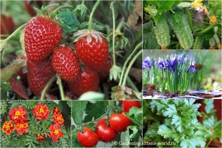 ��� ��������� �������� �������� � ������� ����������: ������� �������� ������