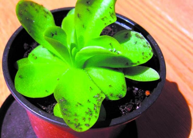 Как эффективно избавиться от мошек в домашних цветах