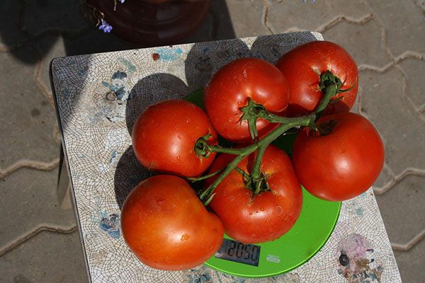 Томаты Лакомка: секреты успешного выращивания и ухода
