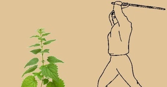 Татарник колючий: знакомое растение, которое на самом деле не репейник