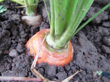 Секреты успешного роста моркови: лучшие сорта и советы по стратификации семян