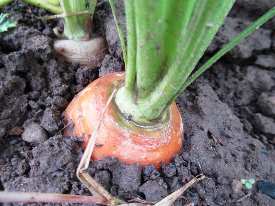 Секреты успешного роста моркови: лучшие сорта и советы по стратификации семян