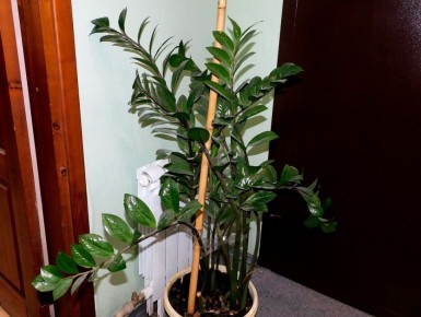 ������������: ��������, ����, ������� � ����