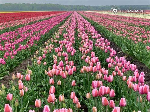 Несмотря на то, что погода еще совсем не весенняя, весна уже на пороге