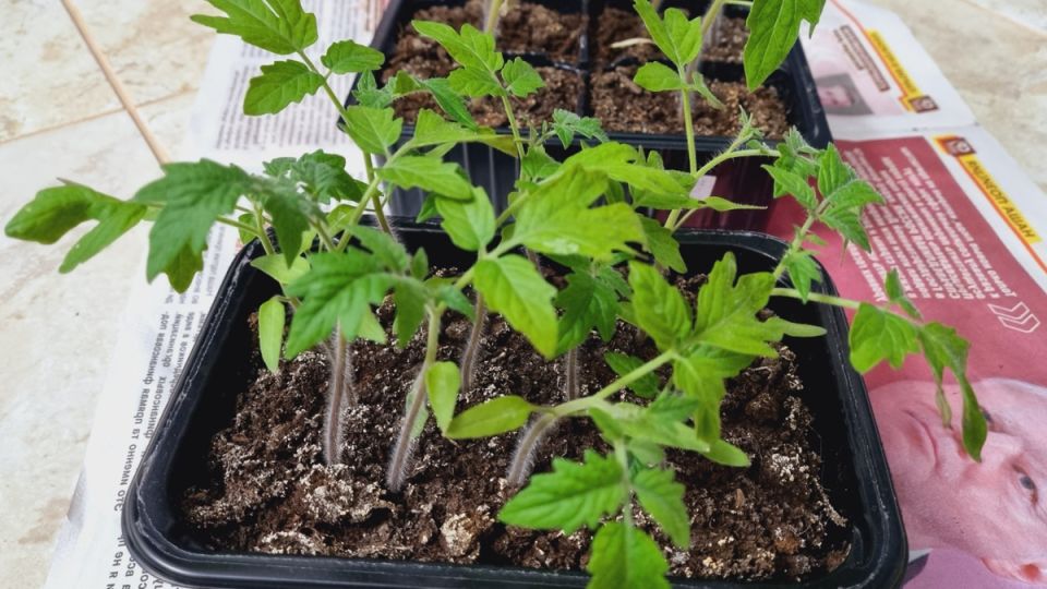 ������� ������� ������� �������: ��� ����� ��� ��������� ������