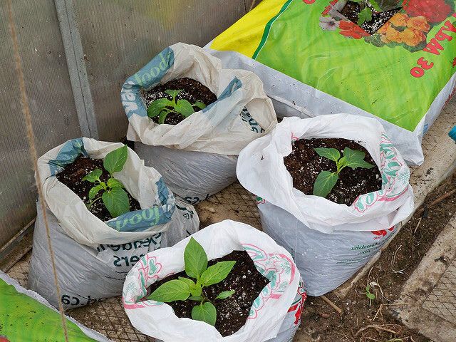 Необычный способ выращивания перца: от рассады до богатого урожая