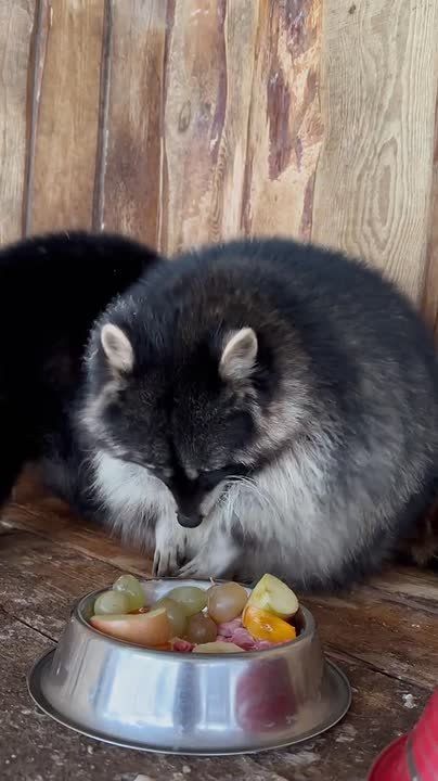 Посмотрите, какой красочный обед у енота из Ульяновского зоопарка