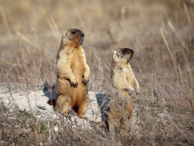 В Сенгилеевских горах анонсировали скорое пробуждение сурков и напомнили о стоимости посещения нацпарка