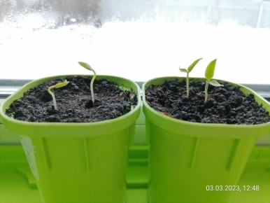 ������� ��� ���������: ���-������ � ������ �� ������������