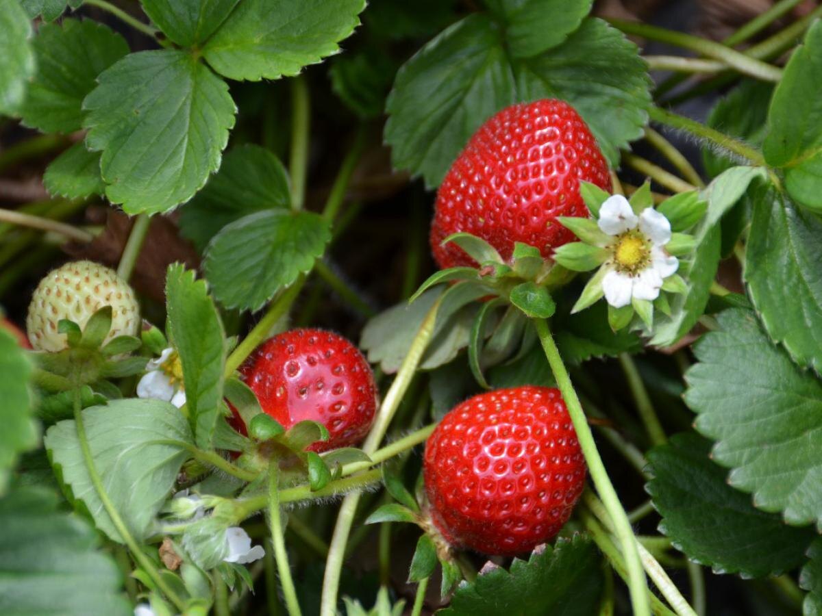 Как чеснок защищает клубнику: растительные союзники на вашем огороде