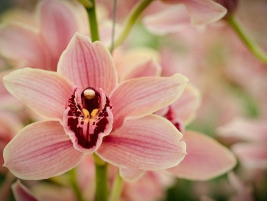 ����� �������� �������: ��� ������� ��������� ������� ��� ����� ��������