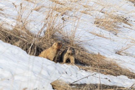 � ����������� ������� ���������� �����