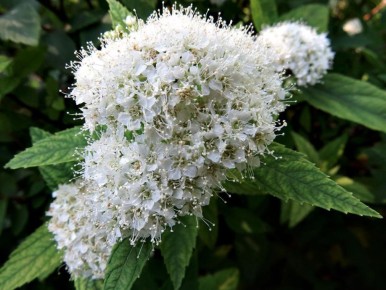 ��� ��������� ������� � ����: ��� ��������-���������