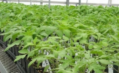 Как добиться крепкой и здоровой рассады: секреты почвы и подкормок