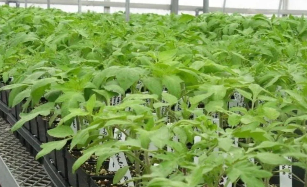 Как добиться крепкой и здоровой рассады: секреты почвы и подкормок