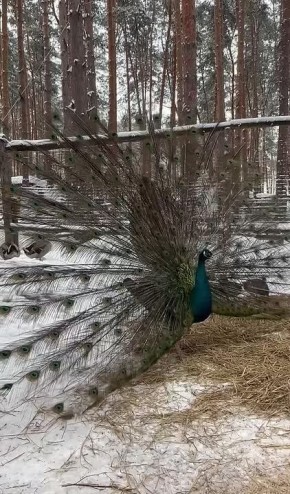 ��������-������ �� ������������ �������� ��� ����� �������� ����������� ����� �����