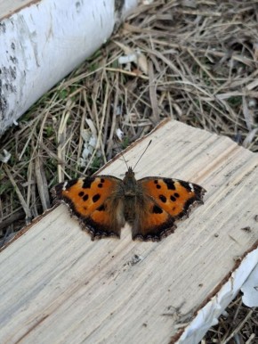 ������ ����, ������!. ��� ���������, ��� ��������� � ��� ��������? ���� ��� �������? �������, 21 �����, �������� ���� ����� �� �����, ������������� ���� �����, ���� ��������� � ��������� ���� ������