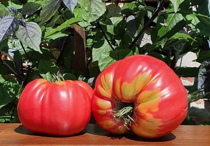 ����� ������� �������������: ���������� ����� � �������������� �������