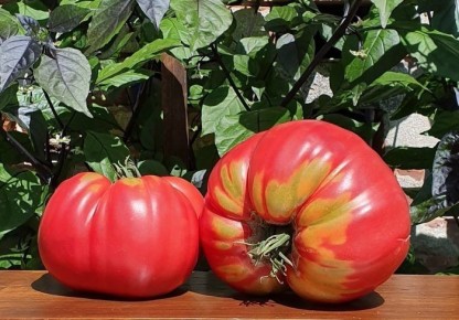 ����� ������� �������������: ���������� ����� � �������������� �������