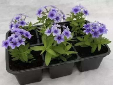 ��� ��������� ���������� ������� �������: ������ ��� ����������