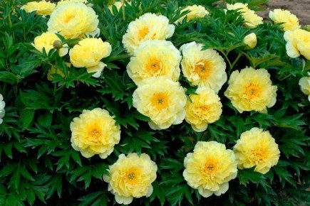 ������� ����������� ���-����� ���������