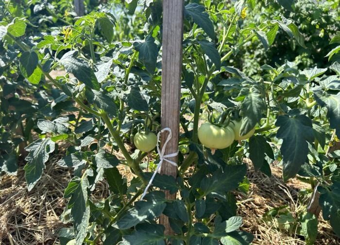 Секреты идеального урожая: что сделать с томатами в августе