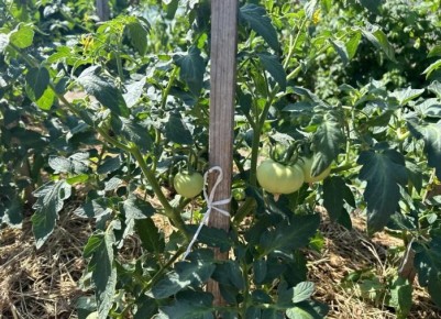 ������� ���������� ������: ��� ������� � �������� � �������