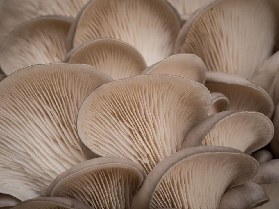 Грибы как предшественники: открытие о формировании суши и экосистемы