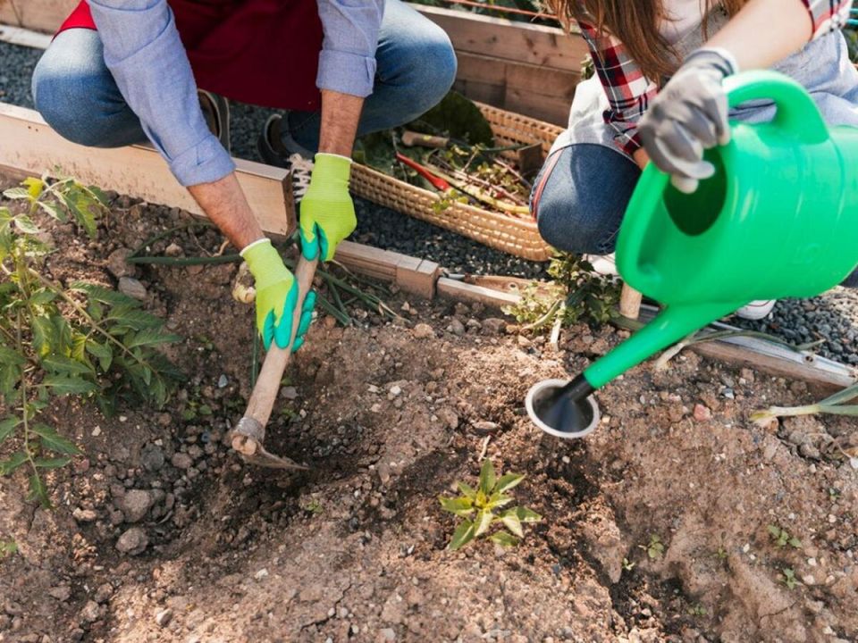 Как превратить глинистую почву в плодородный огород