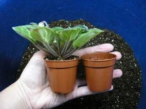 ������ ���� ������ �� ������ �������: ������� �Solutions