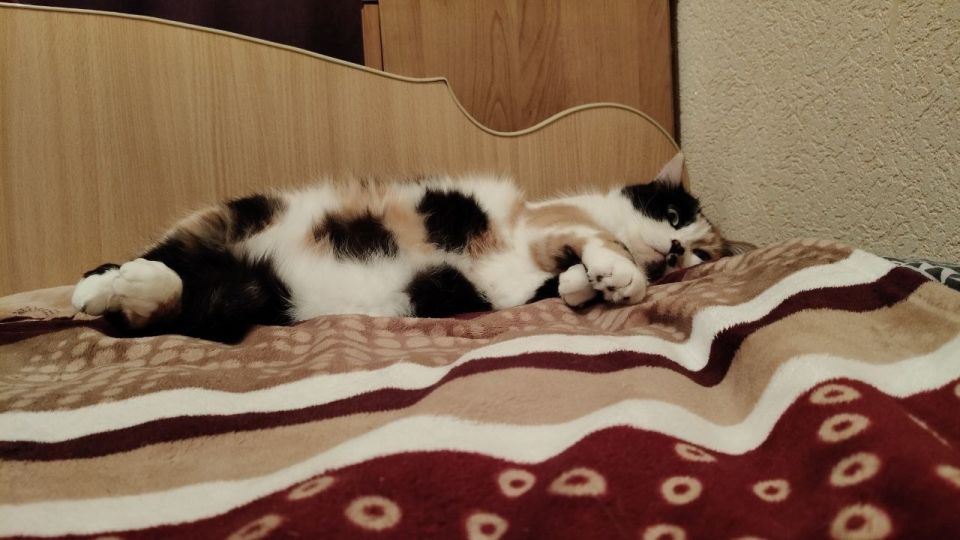 Доброе утро, друзья!. Сегодня, 28 марта, отмечаем День уважения кошки, День больших перемен, День рождения стиральной машины и Час Земли