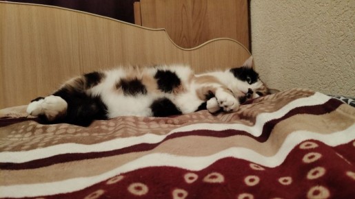 Доброе утро, друзья!. Сегодня, 28 марта, отмечаем День уважения кошки, День больших перемен, День рождения стиральной машины и Час Земли