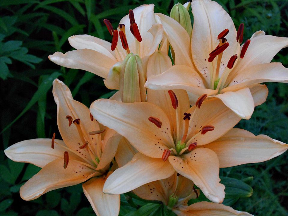 Лилии ЛА-гибриды: Характеристики и Агротехника