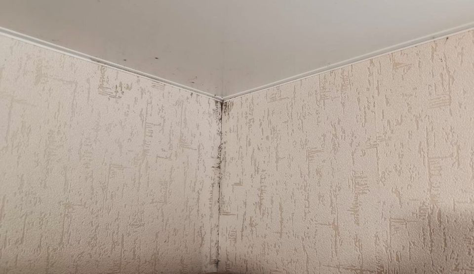 Как победить плесень в квартире: секреты и советы