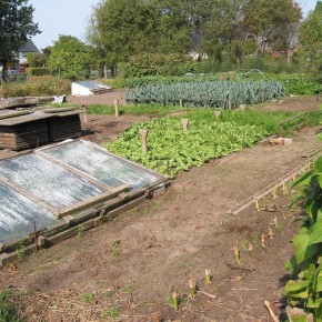 Что стоит учесть при посадке после чеснока